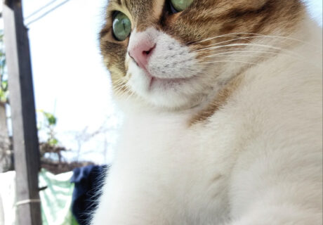 Street Cats of Jerusalem