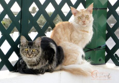 Two Maine Coons