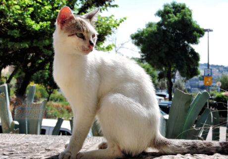 Street Cats of Jerusalem