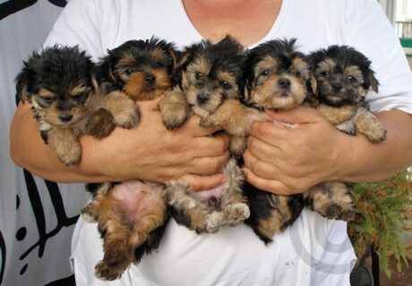 Puppies