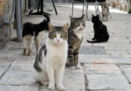 Street Cats of Jerusalem
