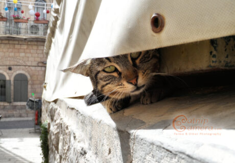 Street Cats of Jerusalem