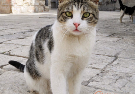 Street Cats of Jerusalem