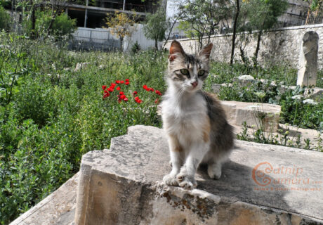 Street Cats of Jerusalem