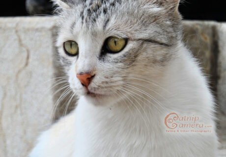 Street Cats of Jerusalem