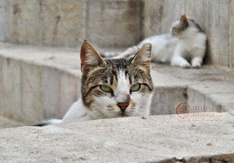 Street Cats of Jerusalem