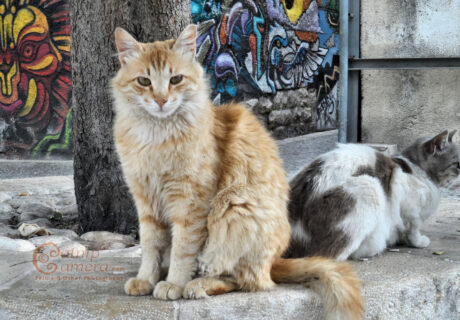 Street Cats of Jerusalem