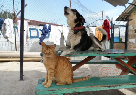 Street Cats of Jerusalem