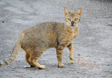 Street Cats of Jerusalem